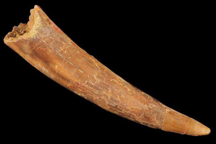 Huge, Pterosaur (Siroccopteryx) Tooth - Morocco #124730